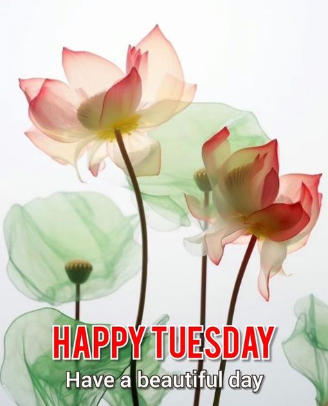 Terrific Tuesday, Have A Happy Day, Happy Morning, Have A Beautiful Day, Happy Tuesday, A Beautiful Day, Morning Quotes, Good Morning Quotes, Happy Day