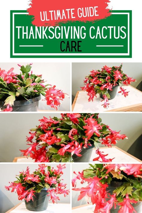 Thanksgiving Cactus Vs Christmas Cactus, Thanksgiving Cactus Propagation, Thanksgiving Cactus Care Tips, Thanksgiving Cactus Care, Cactus Propagation, Cactus Food, Lacing Techniques, Orchid Soil, Plants Unique