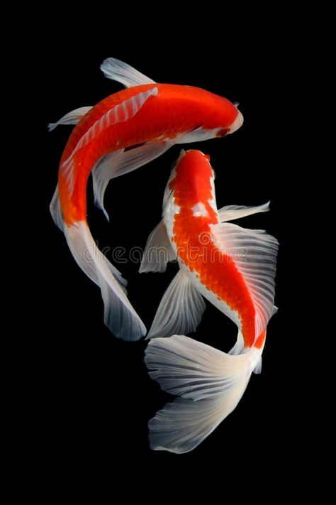 Koi Fish Black And White, Fish Black And White, Karp Koi, Butterfly Koi, Ikan Air Tawar, Koi Painting, Koi Fish Drawing, Pretty Fish, Ikan Koi