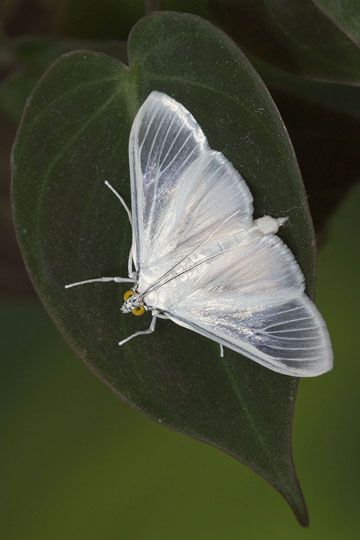 Satin White moth - Palpita flegia White Satin Moth, White Moth Costume, White Moth Tattoo, Unique Insects, Esther Core, Bug Reference, White Moths, Moth Oc, Butterfly Costumes