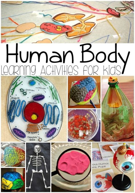 Human Body Learning Activities for Kids Human Body Unit Study, Human Body Science, Human Body Activities, Learning Activities For Kids, Human Body Unit, Summer Learning, Science Curriculum, Preschool Science, E Mc2