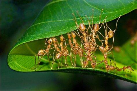 Weaver ants mending nest_P.Karunakaran by Karunakaran  Parameswaran Pillai on 500px Weaver Ant, Ant Colony, Keystone Species, Ant Farms, Whimsical Nature, Habitat Destruction, Environmental Degradation, Mangrove Forest, Marine Ecosystem