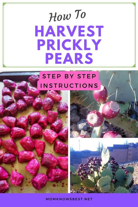 Barrel Cactus Fruit Recipes, What To Do With Prickly Pears, Prickly Pear Harvesting, Prickly Pear Juice Recipe, Prickly Pear Jam Recipe, Prickly Pear Jelly Easy, Prickly Pear Fruit Recipes, Prickly Pear Cactus Jelly, Prickly Pear Jam