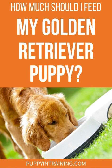 How Much Should I Feed My Golden Retriever Puppy? - Golden puppy eating out of a white bowl in the grass. Golden Retriever Food Chart, Golden Retriever Food, Puppy Feeding Guide, Puppy Feeding Schedule, Puppy Schedule, Old Golden Retriever, Medication For Dogs, Golden Puppy, Food Charts