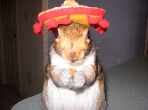 Squirrel Dressed Up, Squirrel Pfp, Squirrel Icon, Indian Palm Squirrel, Silly Squirrel, Squirrel Dress, Outta Pocket, Wow Image, Squirrel Pictures