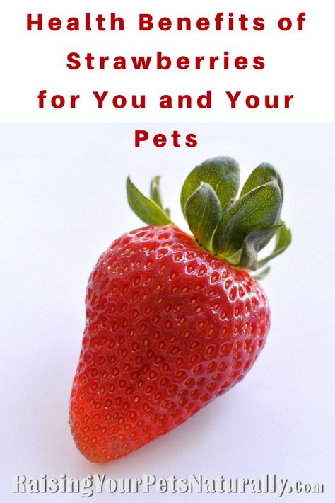 Can Dogs Eat Strawberries, Strawberry Health Benefits, Holistic Dog Care, Calorie Count, Cat Diet, Blog Websites, Cat Nutrition, Cat Ideas, Healthy Cat