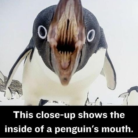 Mildly Disturbing Facts That Ignited Our Curiosity Penguin Teeth, Penguin Mouth, Scary Mouth, Disturbing Facts, Cincinnati Zoo, Creepy Pictures, Memes Video, Horror Film, Scary Movies