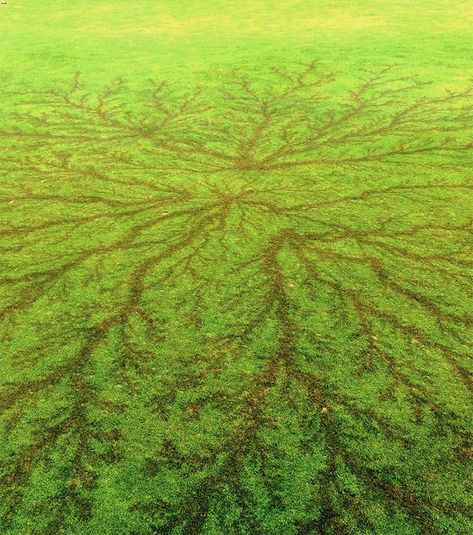 Lichtenberg figure on a golf course. Lightning Scar, Lichtenberg Figures, Famous Golf Courses, Struck By Lightning, Golf Photography, Public Golf Courses, Best Golf Courses, Lawn Maintenance, Figure Photo