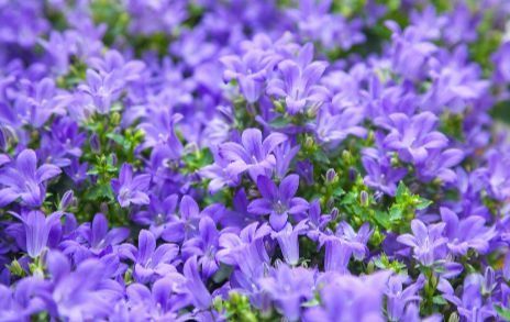 Campanula Campanula Portenschlagiana, Rockery Garden, Sedum Plant, Rabbit Garden, The Letter B, Rock Garden Plants, Alpine Plants, Ground Cover Plants, Buy Plants