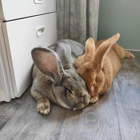 Giant Rabbits, Flemish Giant Rabbit, Giant Rabbit, Flemish Giant, Giant Bunny, Pet Bunny Rabbits, Beautiful Rabbit, Bunny Mom, Rabbit Care