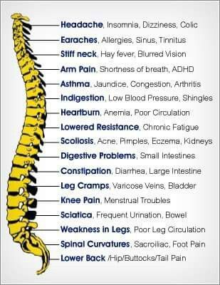 Basic Anatomy And Physiology, Spine Health, Human Body Anatomy, Medical School Essentials, Human Anatomy And Physiology, Medical Anatomy, Lower Back Pain, Spinal Cord, Hormone Health