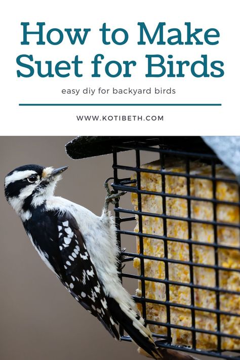 Woodpecker Feeder, Suet Recipe, Suet Bird Feeder, Bird Suet, Suet Cakes, Fat Bird, Suet Feeder, Easy Bird, Bird Feeding Station