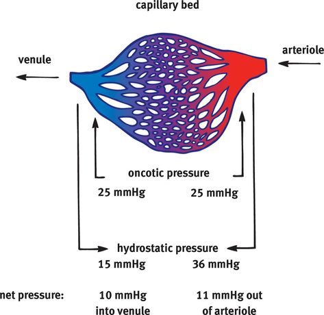 Starling forces consist of hydrostatic pressure and osmotic (oncotic) pressure. Hydrostatic pressure is the pressure of the fluid within the blood vessel, while osmotic pressure is the “sucking” pressure drawing water toward solutes. Oncotic pressure is osmotic pressure due to proteins. Hydrostatic pressure forces fluid out at the arteriolar end of a capillary bed; oncotic pressure draws it back in at the venule end. Prevents edema (buildup of interstitial fluid from hydrostatic pressure). Pressure Drawing, Hydrostatic Pressure, Osmotic Pressure, Drawing Water, Medical Field, Test Prep, Starling, Blood Vessels, Nursing School