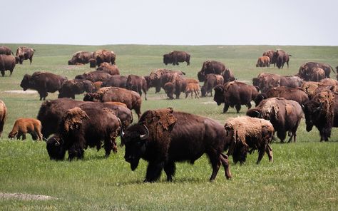 Bison Return to Badlands National Park for First Time Since Late-1800s - InsideHook Buffalo Pictures, Plains Landscape, Bison Art, Bull Tattoos, Animal Agriculture, American Bison, Badlands National Park, Natural Ecosystem, Animal Drawing