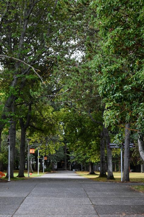 UVic campus walk way, filled with trees and life Uvic Campus, Walkway, University, Trees, Lifestyle, Nature