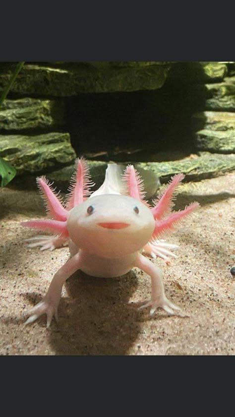 Axotol Pets, Cute Axalotal, Axolotls Cute, Cute Aquatic Animals, Axolotl Pictures, Baby Axolotl, Axolotl Cute, Cute Axolotl, Cute Reptiles