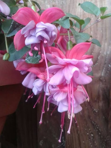 Hybrid Fuchsia, Fuschia Flower, Fuschia Flowers, Fuchsia Plant, Fuchsia Flower, Fuchsia Flowers, Macro Flower, Plant Fungus, Orchid Arrangements