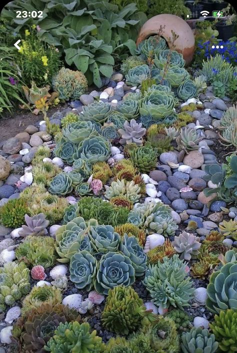 Succulent Rock Garden, Succulent Garden Landscape, Succulent Landscape Design, Succulent Garden Design, Succulent Landscaping, Rock Garden Design, Types Of Succulents, Rock Garden Landscaping, Succulent Gardening