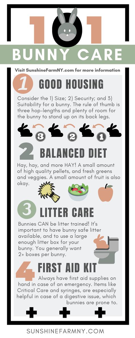 How to care for bunny rabbits 101. What you need to know about caring for bunnies. | Sunshine Farm #bunnyrabbit #bunnycare #rabbitcare Things To Know About Bunnies, Rabbit Care Tips, Rabbit Pet Care, Pet Bunny Care, How To Take Care Of Bunnies, Rabbit Needs, Bunny Tips And Tricks, How To Care For Rabbits, Rabbit Care For Beginners