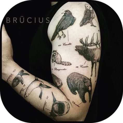 Scientific Illustration Tattoo, California Animals, Scientific Tattoo, Animal Tattoos For Women, Science Tattoo, Science Tattoos, Scale Tattoo, Illustration Tattoo, Scientific Name