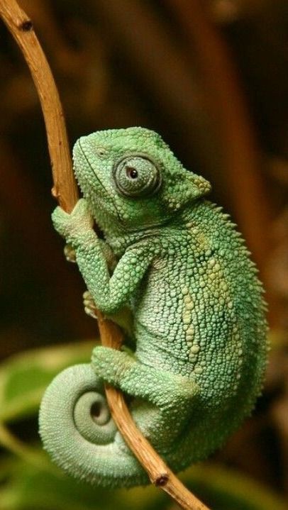 Frog Mural, السلسلة الغذائية, Types Of Chameleons, Cute Reptiles, Monthly Challenge, Chameleons, June 2024, Reptiles And Amphibians, Lizards