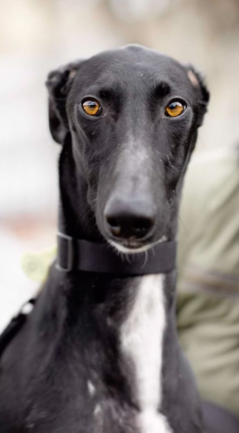 Are you in search of the greatest and best names for a greyhound dog? You’re in the right place! Greyhound Pictures, Regard Animal, Best Dog Names, Greyhound Art, Dog Grooming Business, Greyhound Dog, Grey Hound Dog, Sweet Dogs, Italian Greyhound