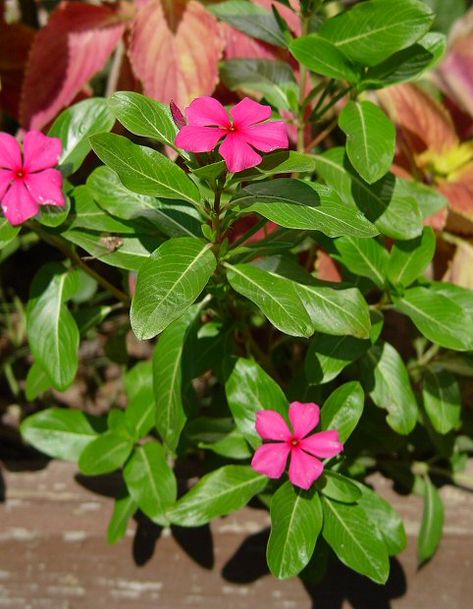 Catharanthus roseus Plant Identification (Flower, Leaf, Care, Uses) Catharanthus roseus (L.) G. Don - Madagascar Periwinkle Family - Apocynaceae Stems: Leaves: Inflorescence: N/A Flowers: Calyx. Fruits. Flowering - May - September. Madagascar Periwinkle, Catharanthus Roseus, Rose Meaning, Plant Identification, Flower Leaf, Big Flowers, Rose Color, Madagascar, White Flowers