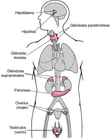 Glándulas endocrinas - Trastornos hormonales y metabólicos - Manual MSD versión para público general Endocrine System Hormones, Medical Laboratory Science, Future Doctor, Study Pictures, Medical Studies, Medical Laboratory, Laboratory Science, Endocrine System, Picture Collage Wall