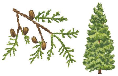 northern white cedar Colour Christmas, Northern White Cedar, Thuja Occidentalis, Tree Identification, Soft Summer Colors, Soft Gamine, White Cedar, Winter Capsule, Watercolor Christmas Cards