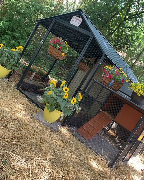 Greenhouse Duck Coop, Landscaped Chicken Coop, Goth Chicken Coop, Metal Frame Chicken Coop, Chicken Coop Metal, Welded Chicken Coop, Quail Coop, Small Chicken Coops, Backyard Ducks