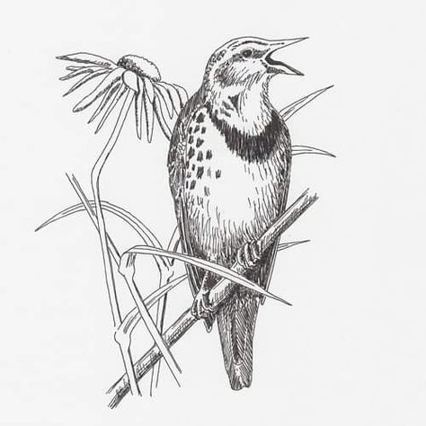 Meadowlark Tattoo, Eastern Meadowlark, Songbird Tattoo, Western Meadowlark, Pen Sketches, Lino Cut, Pen Sketch, Sketch Inspiration, Wildlife Art