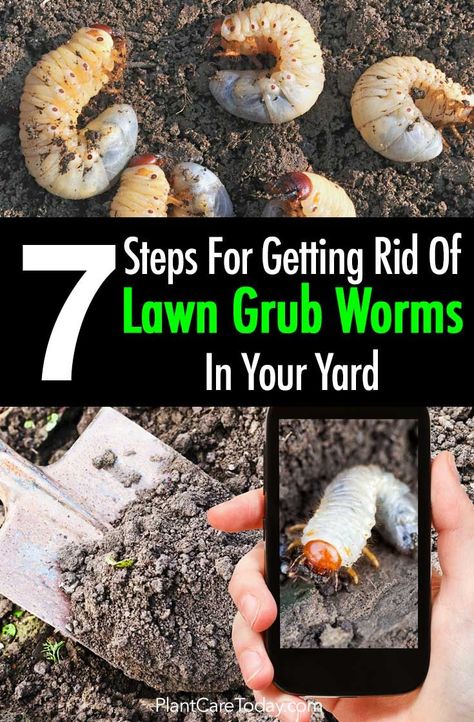 Lawn grubs - Japanese beetle larvae are notorious for destroying lawns, grub worms create brown patches you can easily pull out. [LEARN MORE] Grub Control In Lawns, Landscaping In Front Of Fence, Permaculture Aquaponics, Beetle Larvae, Grub Worms, Japanese Beetle, Cover Crops, Lawn Pests, Veggie Gardens