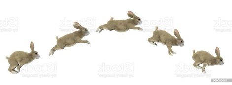 Leaping Rabbit, Rabbit Pose, Bunny Jump, Jump Animation, Rabbit Jumping, Rabbit Run, Rabbit Tattoos, Bunny Drawing, Rabbit Rabbit