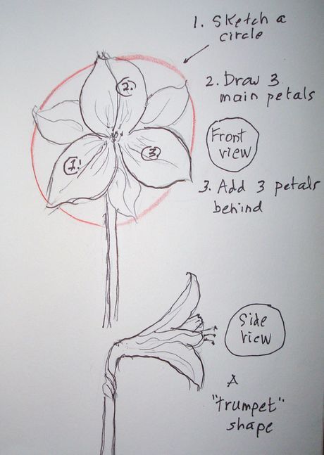 How To Draw Amaryllis Flower, Amaryllis Drawing Simple, Amaryllis Flower Drawing, Amaryllis Drawing, Amaryllis Watercolor, Rowan Tattoo, Nail Designs Flowers, Art Flower Wallpaper, Mailbox Painting