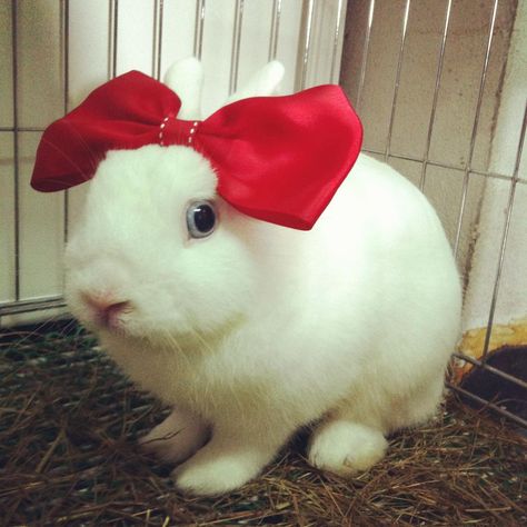 bunny is scared of this red ribbon I Miss Him, Red Ribbon, Rabbits, Cute Pictures, Baby Animals, Cute Animals, Ribbon, Animals, Red