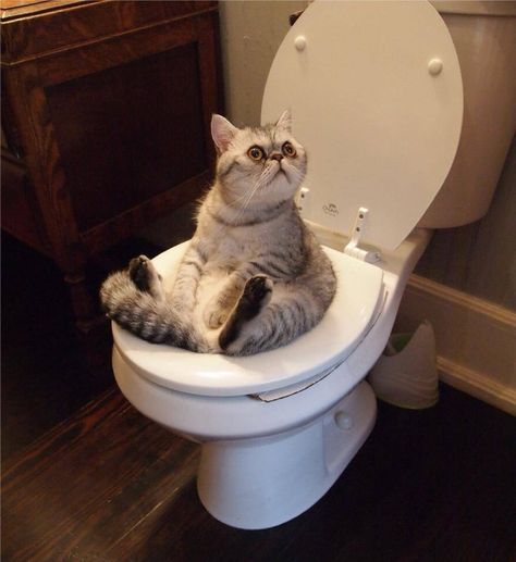 Gray cat sitting on a toilet A Cat