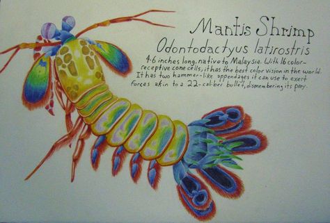 Peacock Mantis Shrimp by Allison-beriyani Mantis Shrimp Character Design, Mantis Shrimp Drawing, Peacock Mantis Shrimp, Colorful Creatures, Painting Sheets, Ip Design, Mantis Shrimp, Sea Slug, Creature Drawings