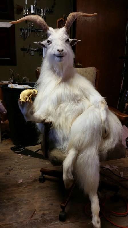 Bad Taxidermy, Taxidermy Art, Vulture Culture, A Goat, Birthday Meme, Funny Animal Pictures, Taxidermy, 귀여운 동물, Reaction Pictures