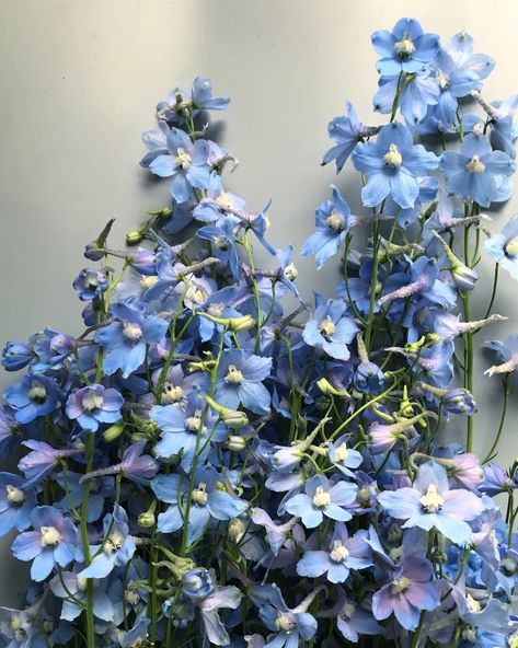 Delphinium belladonna – Farmer Bailey Delphinium Flowers, Blue Delphinium, Baby Blue Aesthetic, 강아지 그림, No Rain, Clear Sky, Pretty Plants, Delphinium, Nature Aesthetic