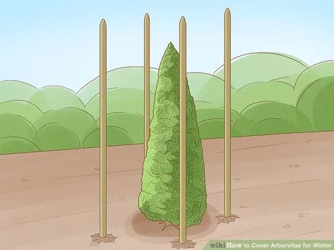 3 Ways to Cover Arborvitae for Winter - wikiHow Arborvitae Tree, Hot Rollers, Evergreen Trees, Tomato Plants, Late Summer, Mulch, Garden Center