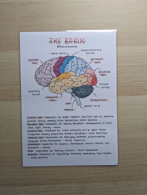 Instagram - @thatvetnurselife Email - thatvetnurselife@gmail.com As a final-year SVN, I understand how difficult it is to study for exams and work full-time in practice. I would like to share my resources to help you have a work-life balance and relieve some of the stresses involved.  A PHYSICAL LAMINATED A4/A5 copy of my 'the brain' illustrated poster. This poster is designed to familiarise yourself with important parts of the brain and what they are responsible for. Illustrated by myself, I have created this poster with the functions of each part of the brain. I have tried my best to make it as concise and basic to make it easy to follow. This is a great poster to study and learn the parts of the brain and particularly the functions of the lobes. Stick it on your fridge, in work or keep Brain Anatomy And Physiology, Parts Of The Brain And Its Function, Brain Anatomy And Function Notes, Parts Of The Brain Anatomy, Biology Brain Notes, Revision Poster Ideas Aesthetic, Parts Of The Brain And Function, Brain Drawing With Labels, Brain Labeled Diagram