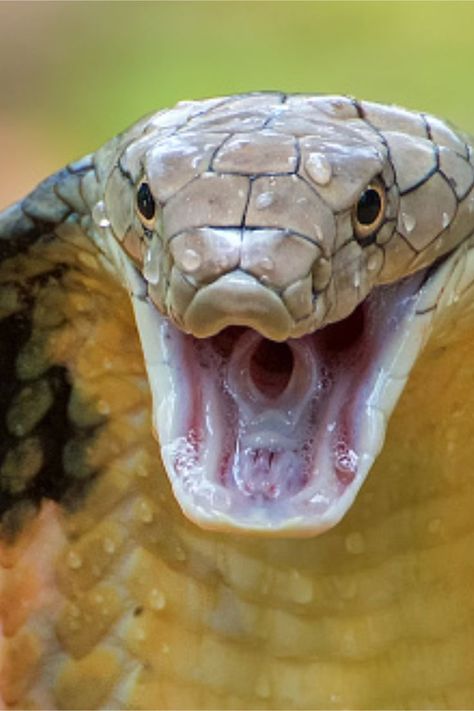 After a snouted cobra bit his testicles, a Dutch tourist's relaxing South African vacation turned into a horrific nightmare. African Vacation, King Cobra Snake, Heart Exploding, Boa Constrictor, Cobra Snake, King Cobra, Nature Instagram, I Am Worthy, Blink Of An Eye