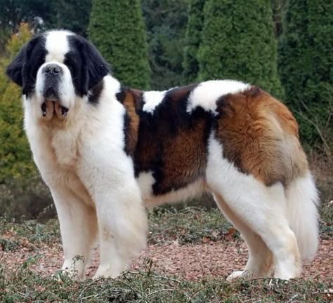 Saint Bernard Saint Bernard Dog, Saint Bernards, St Bernards, Big Dog Breeds, What Kind Of Dog, St Bernard Dogs, Bernard Dog, Best Dog Breeds, Dream Dog