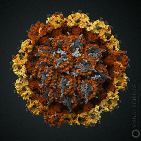 Human Papilloma Virus Human Papilloma Virus, Science Images, Microscopic Photography, 7th Grade Science, Microscopic Images, Electron Microscope, Fortune 500, Skin Structure, Molecular Biology