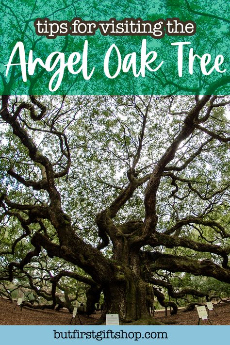 Angel Tree Charleston Sc, Coastal Live Oak Tree, Angel Oak Tree South Carolina, Angel Oak Tree, Swamp White Oak Tree, Louisiana Oak Trees, Southern Live Oak Tree, Angel Oak Trees, Angel Oak