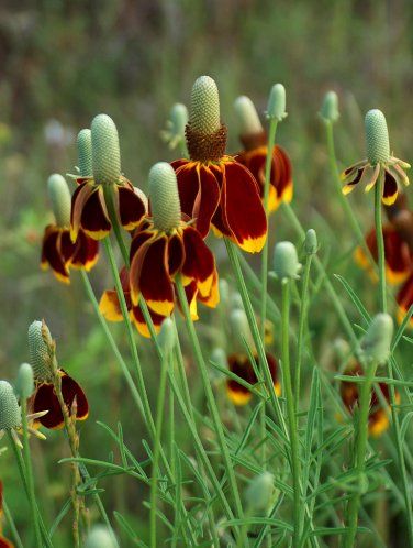 Red Spike Mexican Hat Flower Ratibida Columnifera var Pulcherrima - 200 Seeds Mexican Hat Flower, Prairie Coneflower, Desert Plants Landscaping, Mexican Hats, Prairie Garden, Mexican Flowers, Hat Flower, Mexican Hat, List Of Flowers