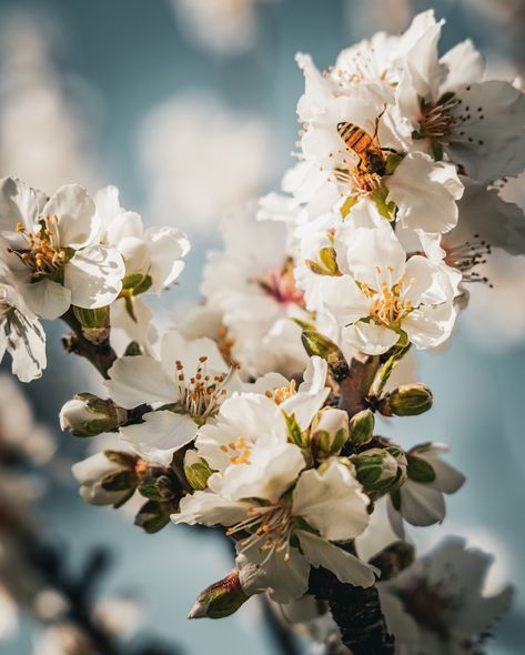 just look at this fab little bee and alll of the pollinating he’s doing - go you good thing 🐝 👏 ! I’m not sure about you, but I feel shortchanged with blossom season this year! The crazy winds we’ve had played havoc with the blossoms, and they lasted about a week before being blown across the Tasman Sea! 💨 It feels like Spring will be short-lived and we’ll be into summer before we know it. And I for one am not ready for that! Chookapeck, annemaree . . . #chookapeck #clemwalks #blossom ... Bee Blossom, Blossom Season, Not Ready, The Crazy, Instagram Accounts, This Year, Blossom, That Look, Bee