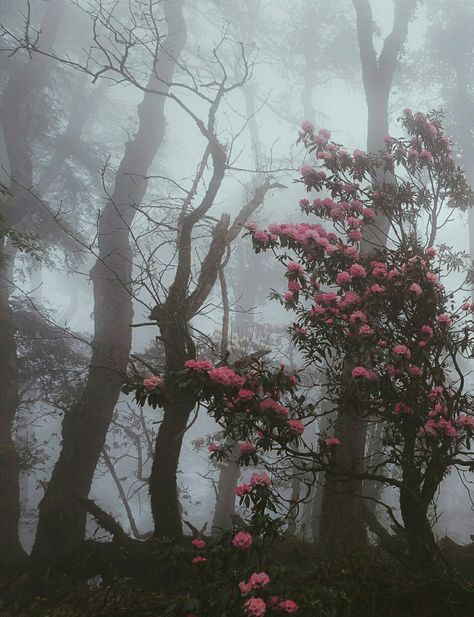 Foggy Forest, Foggy Morning, 다크 판타지, Pink Trees, Nature Aesthetic, Beautiful Tree, الرسومات اللطيفة, Rainy Days, Mother Earth