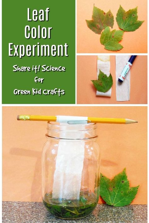 Try this creative fall science experiment with leaves. Kids can do this leaf color experiment to study colors, leaf pigments... Fall Steam Activities, Leaf Lesson Plans, Photosynthesis Activities, Leaf Lessons, Steam Activities For Kids, Plant Experiments, Color Experiment, Creative Curriculum Preschool, Fall Science