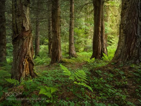 Cedar grove by Nordhaug-photography Ferns In The Forest, Forest Grove Oregon, Old Growth Forest Aesthetic, Port Orford Cedar, Cedar Grove, Creepy Woods Dark Forest, Tall Trees Grove Redwoods, Cedar Trees, Mystical World